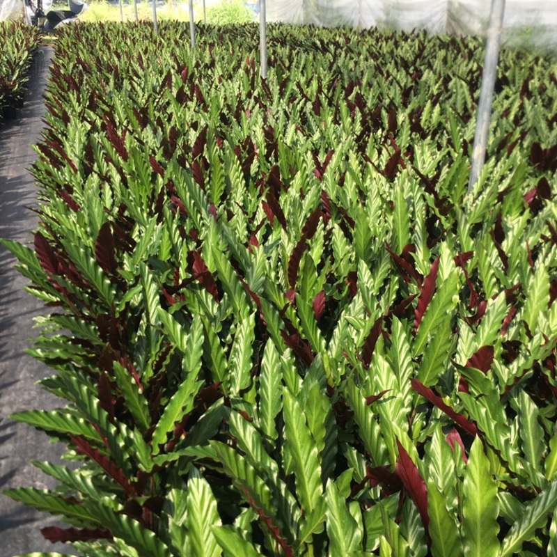 波浪紫背竹芋网红植物产地大棚现货直销批发一件起批