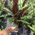 波浪紫背竹芋网红植物产地大棚现货直销批发一件起批