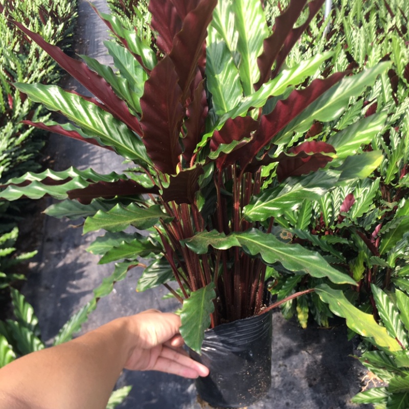 波浪紫背竹芋网红植物产地大棚现货直销批发一件起批