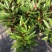 波浪紫背竹芋网红植物产地大棚现货直销批发一件起批