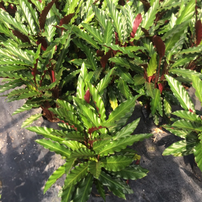 波浪紫背竹芋网红植物产地大棚现货直销批发一件起批