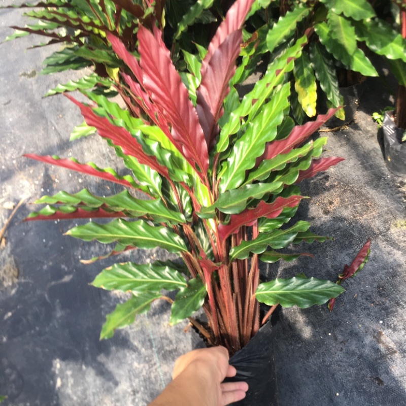 波浪紫背竹芋网红植物产地大棚现货直销批发一件起批