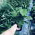 天鹅绒竹芋网红植物盆栽产地现货直销批发量大更优惠