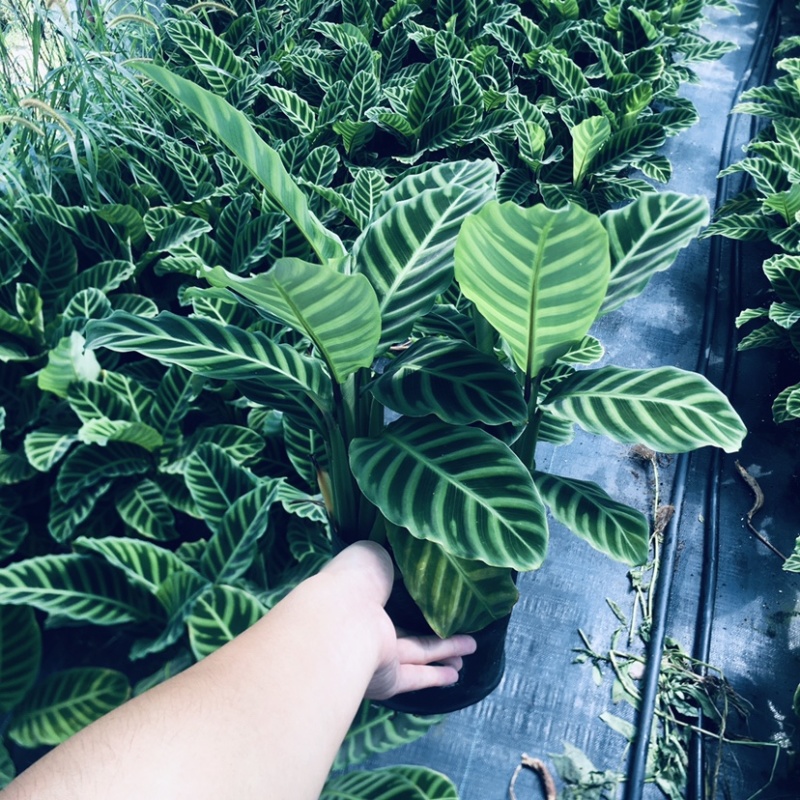 天鹅绒竹芋网红植物盆栽产地现货直销批发量大更优惠