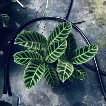 天鹅绒竹芋网红植物盆栽产地现货直销批发量大更优惠