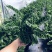 天鹅绒竹芋网红植物盆栽产地现货直销批发量大更优惠
