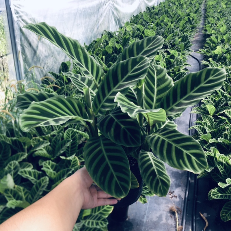 天鹅绒竹芋网红植物盆栽产地现货直销批发量大更优惠