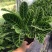 天鹅绒竹芋网红植物盆栽产地现货直销批发量大更优惠