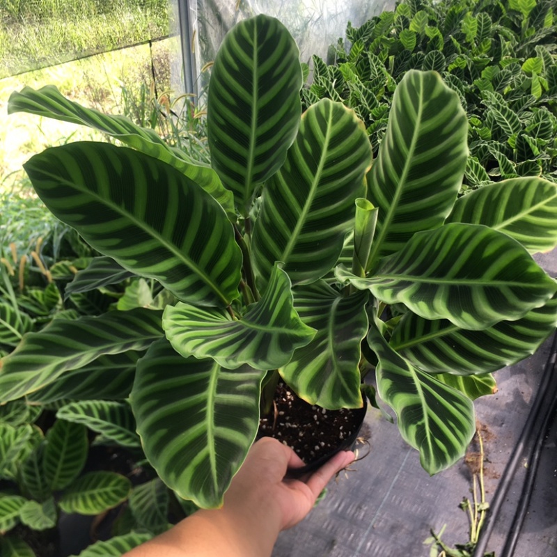 天鹅绒竹芋网红植物盆栽产地现货直销批发量大更优惠