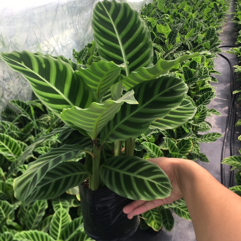 天鹅绒竹芋网红植物盆栽产地现货直销批发量大更优惠