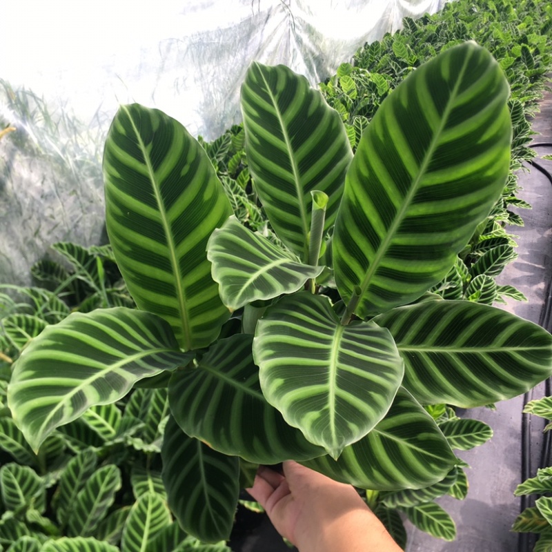 天鹅绒竹芋网红植物盆栽产地现货直销批发量大更优惠