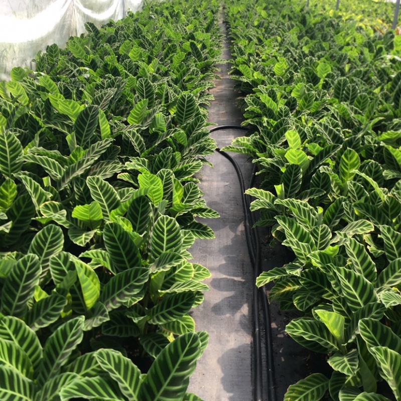 天鹅绒竹芋网红植物盆栽产地现货直销批发量大更优惠