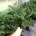 天鹅绒竹芋网红植物盆栽产地现货直销批发量大更优惠