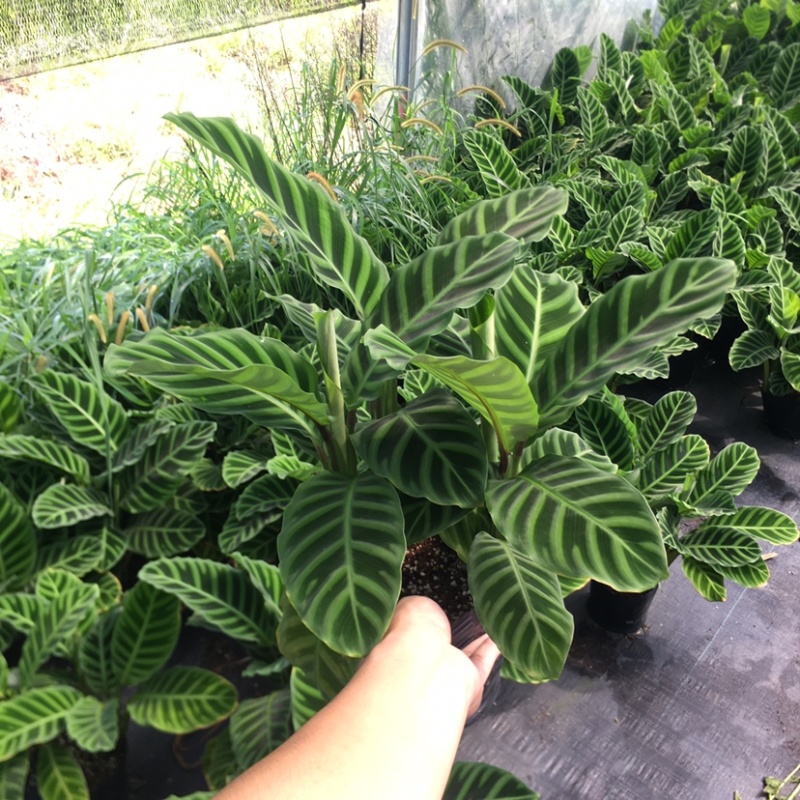 天鹅绒竹芋网红植物盆栽产地现货直销批发量大更优惠