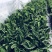 天鹅绒竹芋网红植物盆栽产地现货直销批发量大更优惠