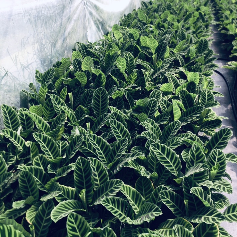 天鹅绒竹芋网红植物盆栽产地现货直销批发量大更优惠