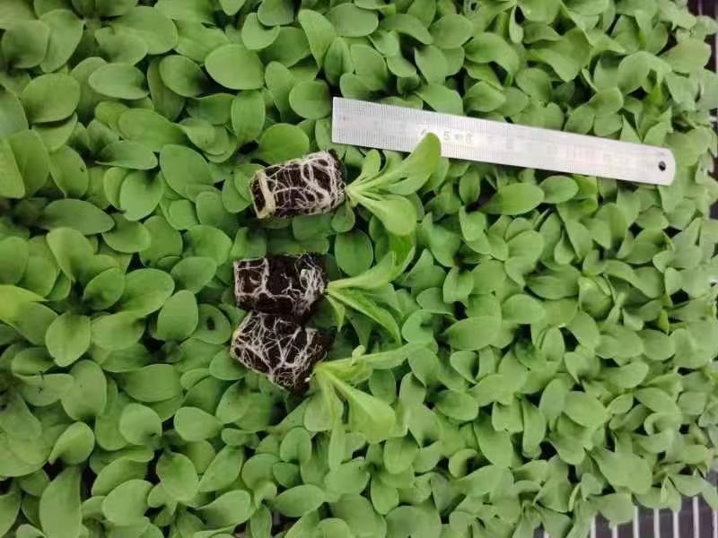 进口雨林矮牵牛种子！玫红、蓝色、大红！库存充足