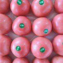 内蒙西红柿，新鲜货源，产地直发欢迎各位老板选购