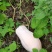 蜜本南瓜