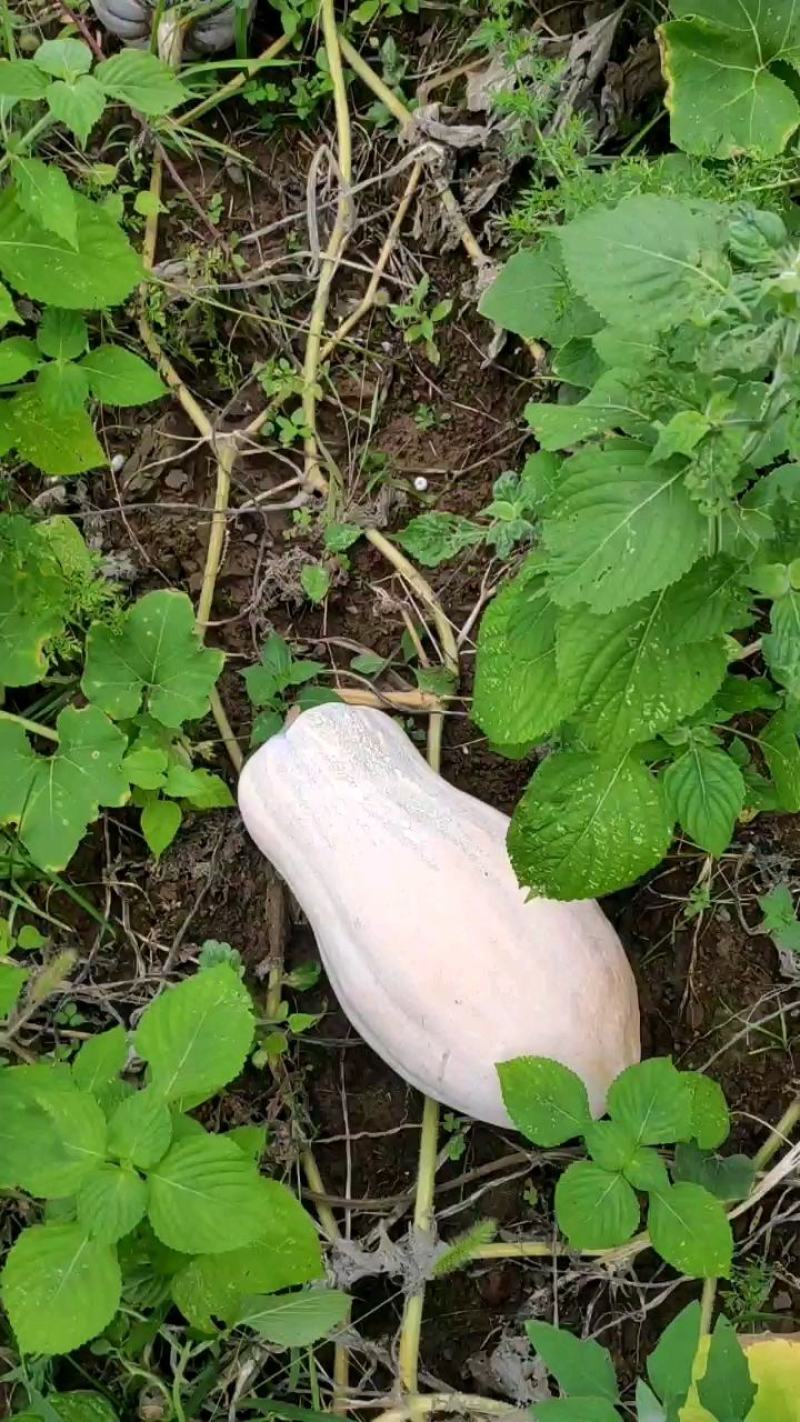 蜜本南瓜