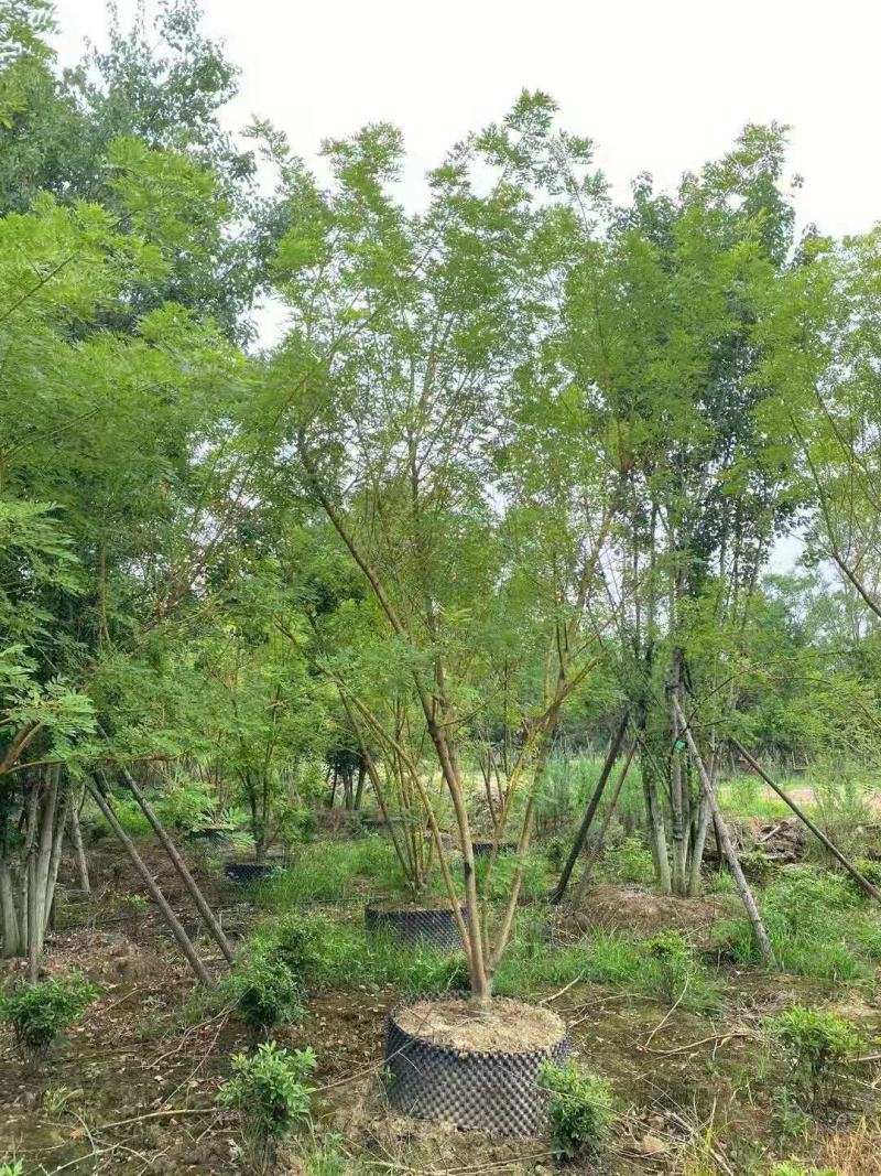 黄金槐/绿化苗木/乔灌木/槐树/原生态树苗/林木种苗
