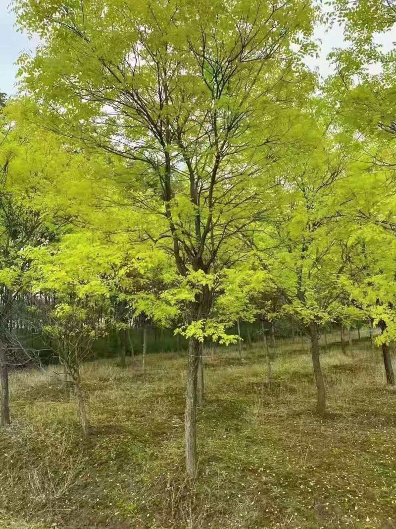 黄金槐/绿化苗木/乔灌木/槐树/原生态树苗/林木种苗