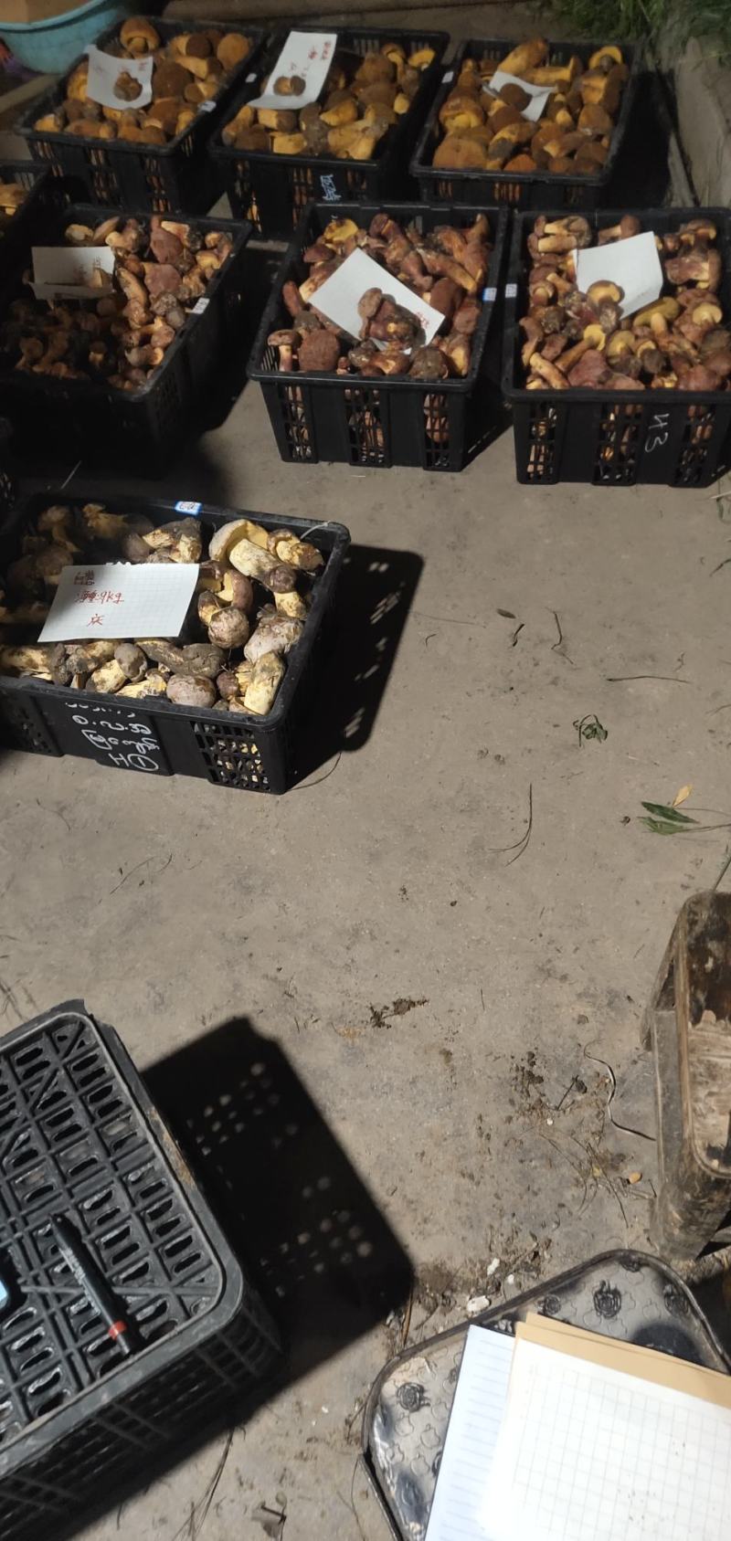 祥云野生菌