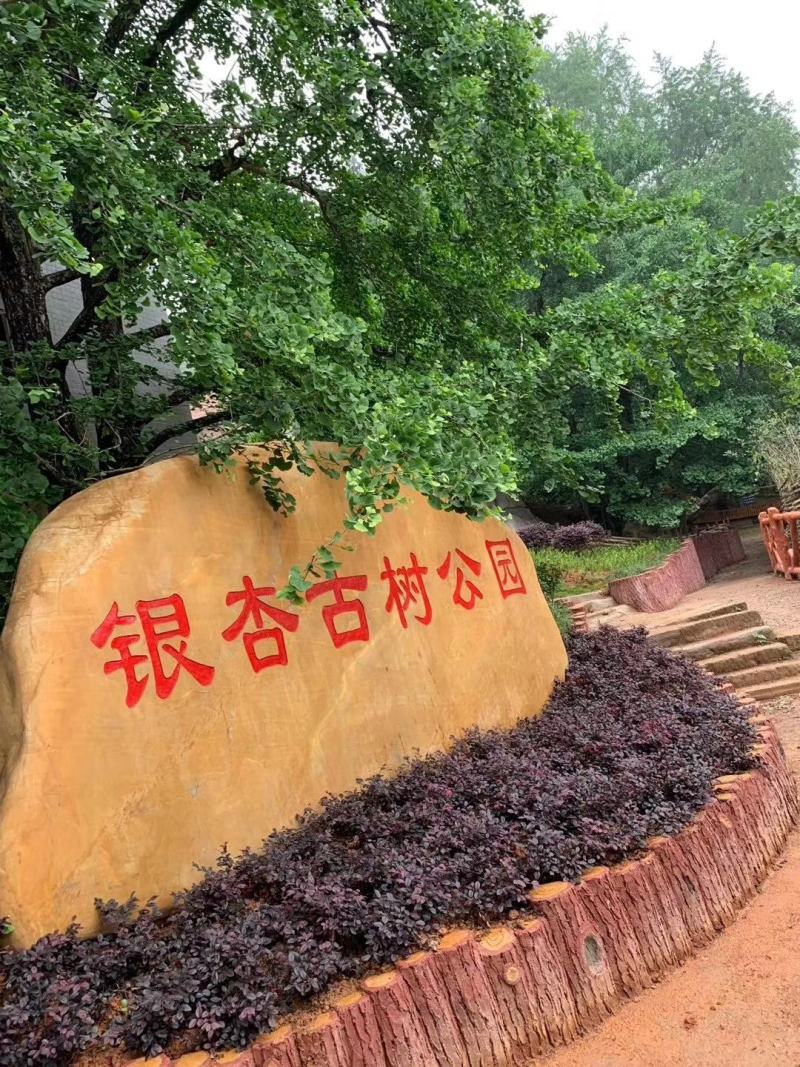 杏汇古树银杏果、无苦芯、无苦味、壳薄洁白、清甜爽口