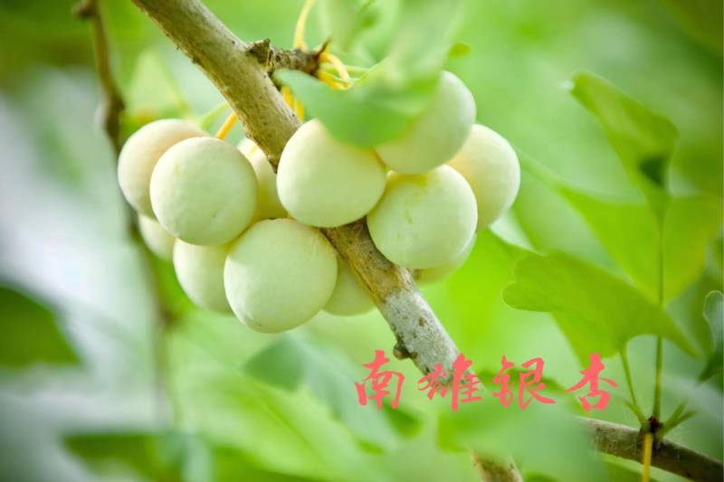 穿越千年杏会南雄中国银杏之银杏果