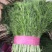 扁杆茴香25~30cm