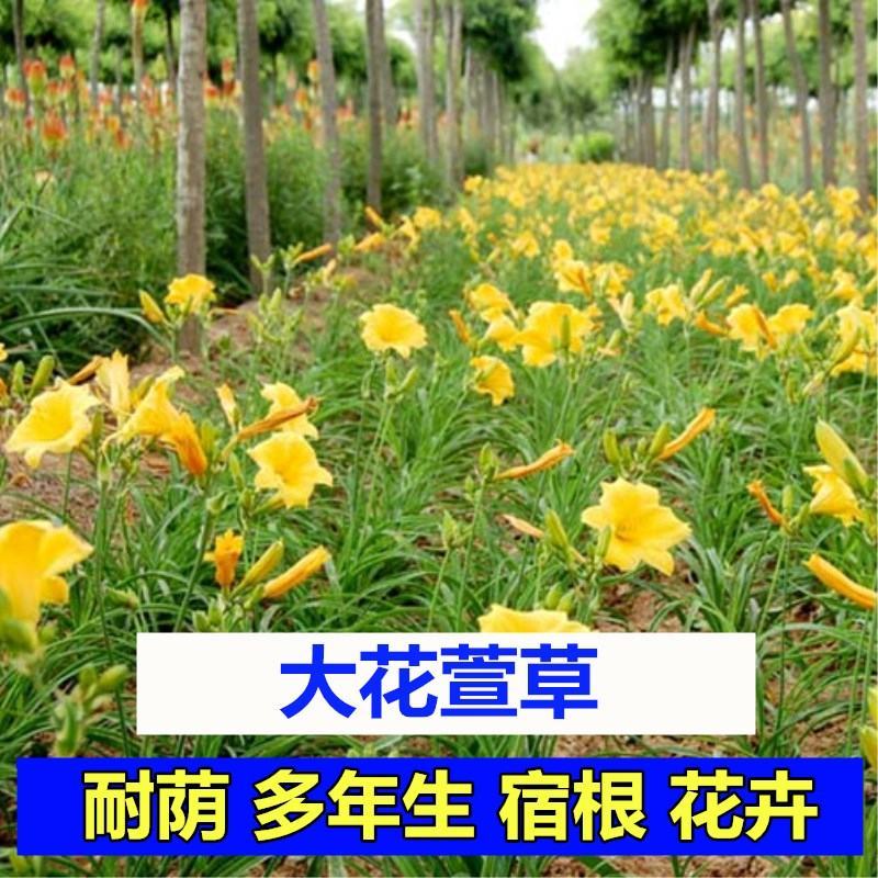 萱草种子大花萱草庭院花园观花绿植耐阴护皮植物大花萱草种子