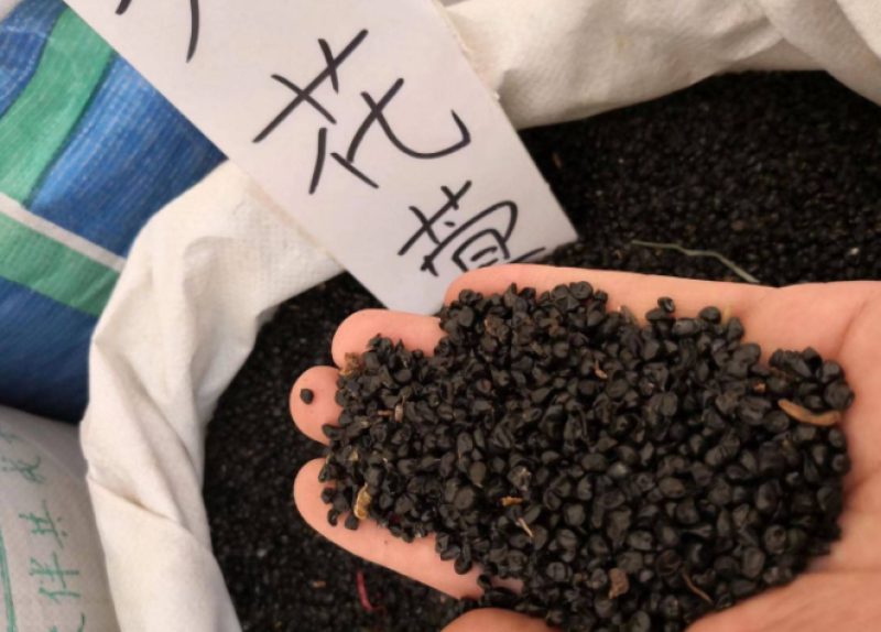 萱草种子大花萱草庭院花园观花绿植耐阴护皮植物大花萱草种子