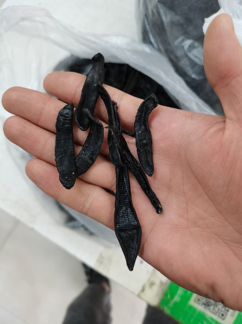 宽体水蛭产地直供一手货源