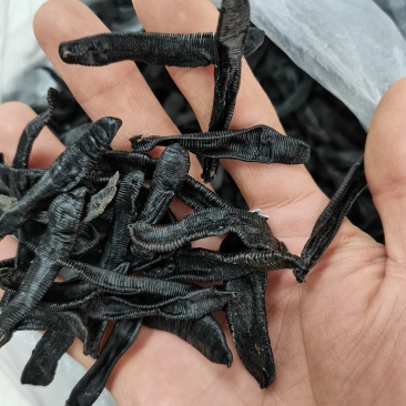 宽体水蛭产地直供一手货源
