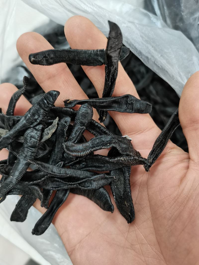 宽体水蛭产地直供一手货源