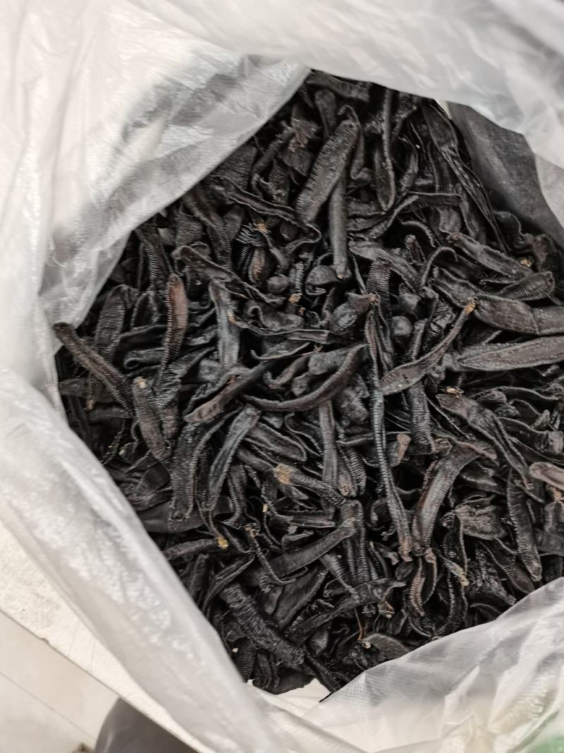 宽体水蛭产地直供一手货源