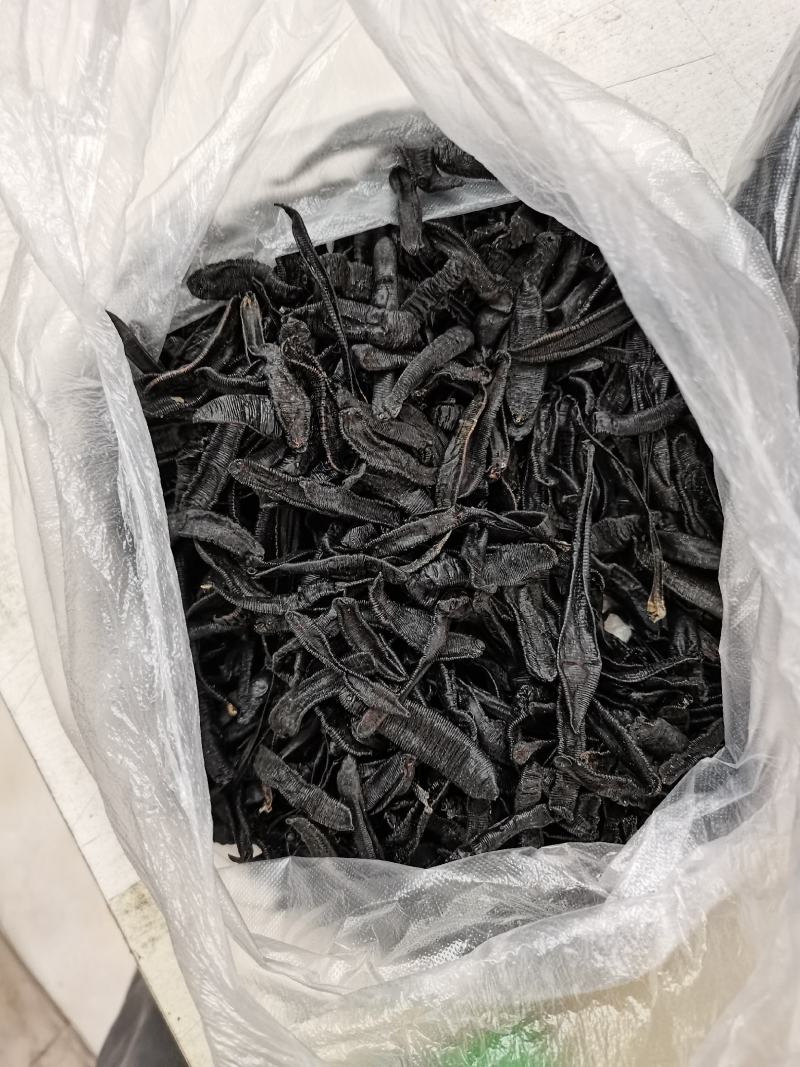 宽体水蛭产地直供一手货源