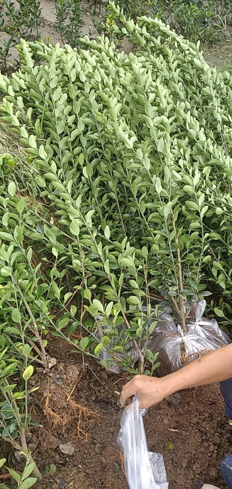 长期供应精品黄杨工程苗（万年青）苗，规格齐全