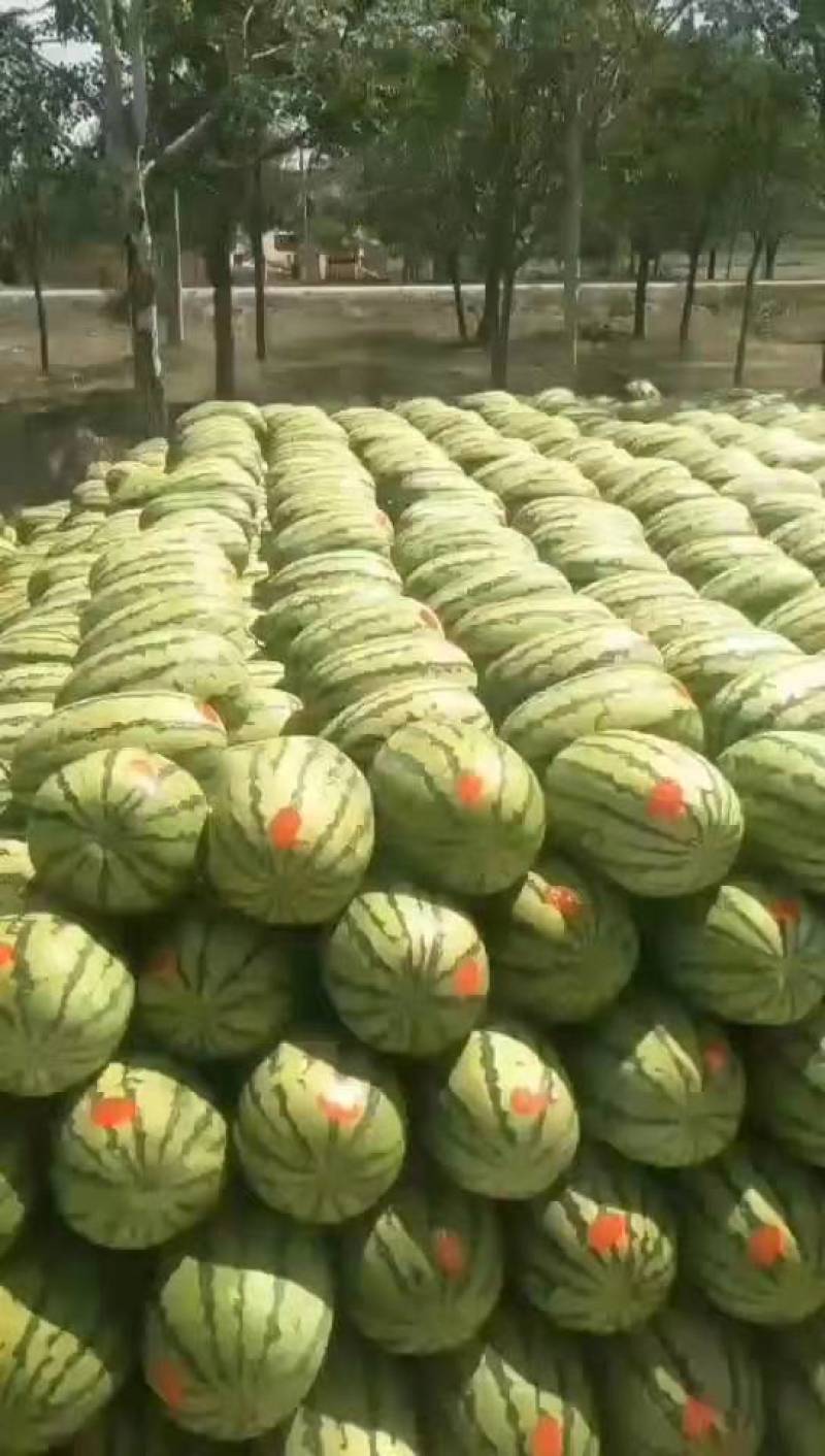 宁夏石头瓜大量上市一手货源保质保量有想法的客户联系我。