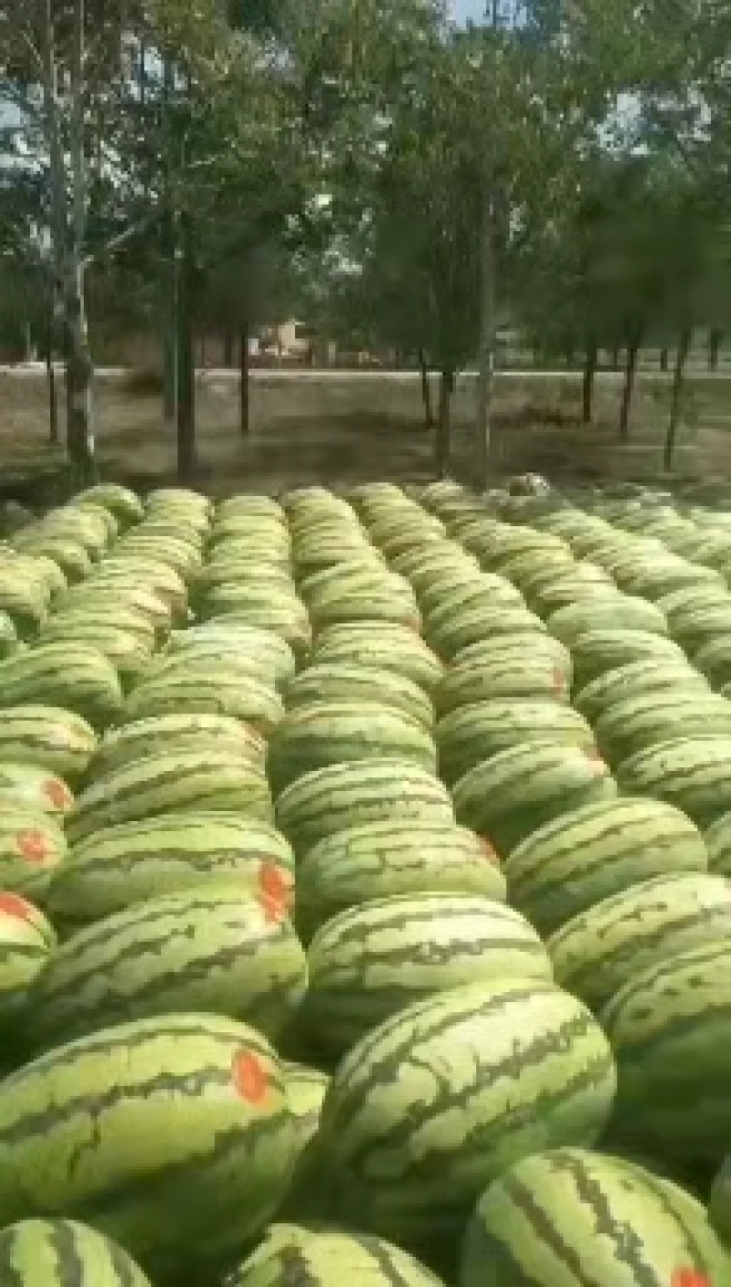 宁夏石头瓜大量上市一手货源保质保量有想法的客户联系我。