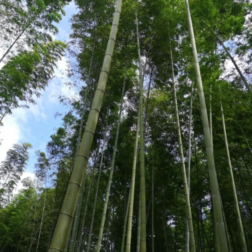 楠竹