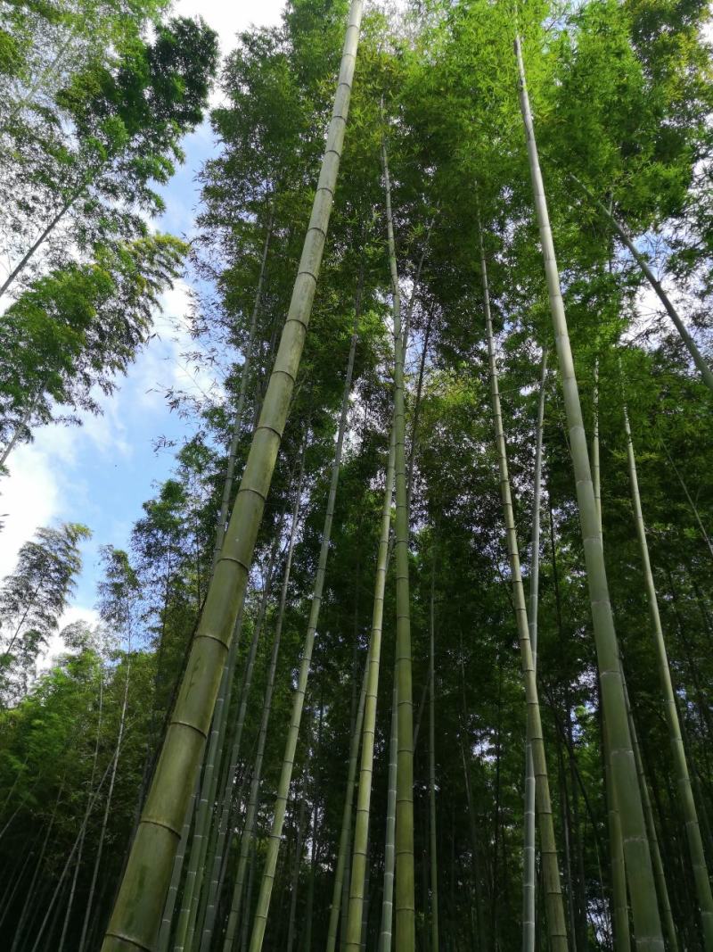楠竹