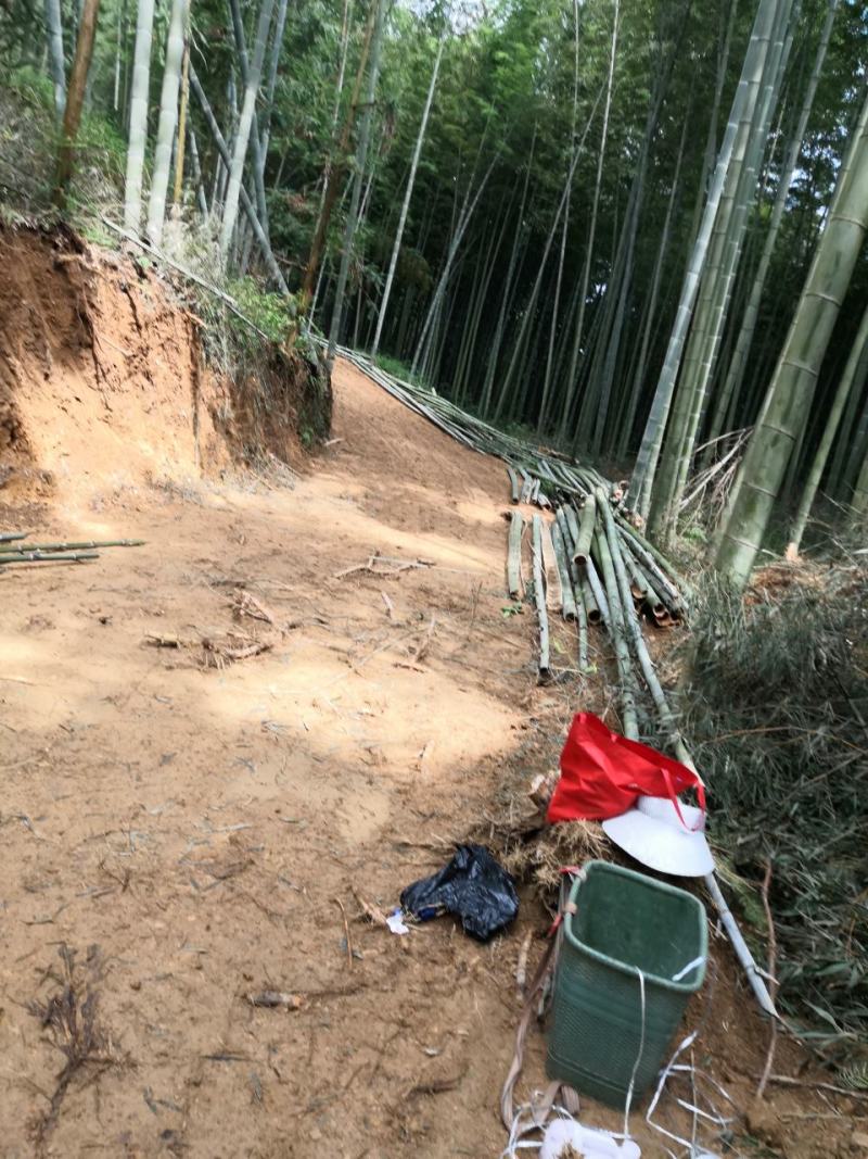楠竹
