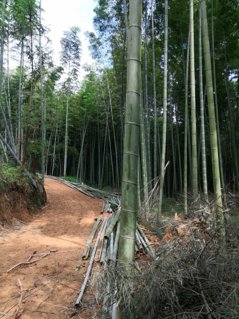 楠竹