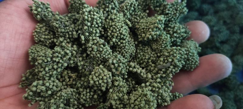 【精选本地三七花】文山三七花颜色好形状好有实体店品种多