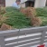 葱苗
