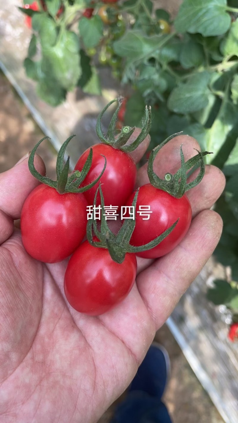 千禧类小番茄种子圣女果种子粉红色厂家发货