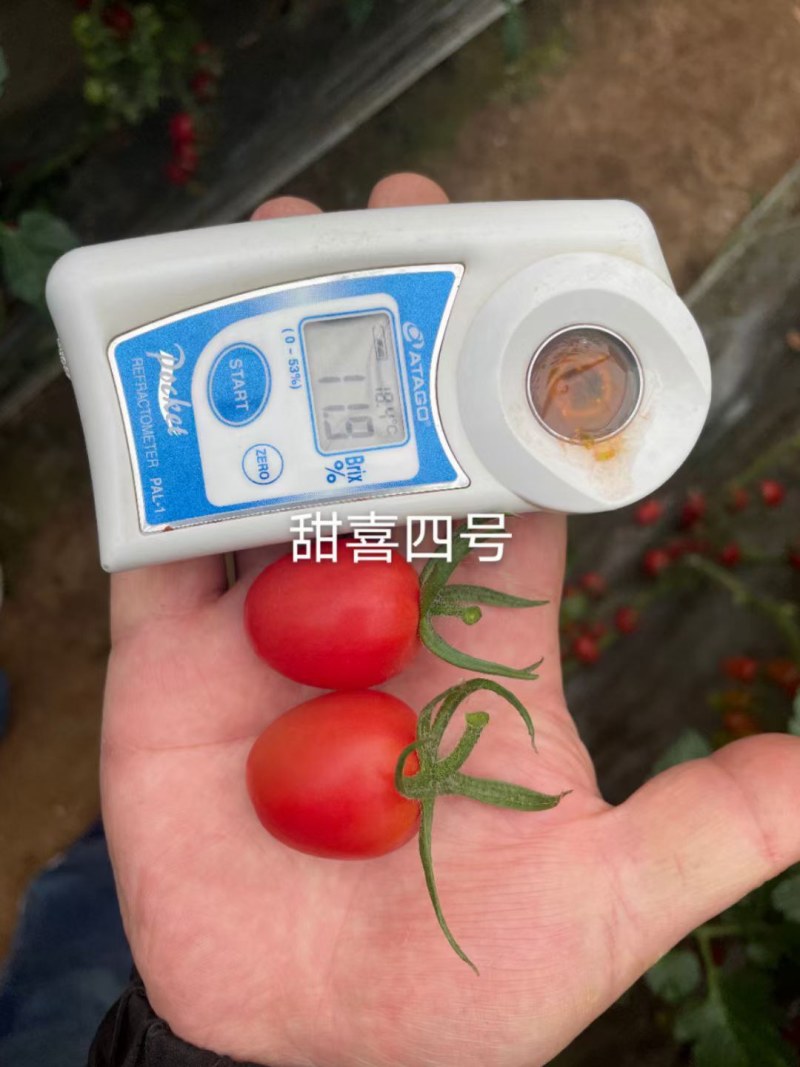 千禧类小番茄种子圣女果种子粉红色厂家发货