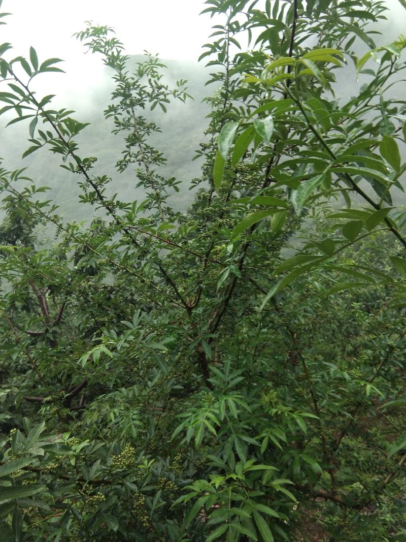 青花椒一手货源，量大从优，产地直销欢迎各位老板来买