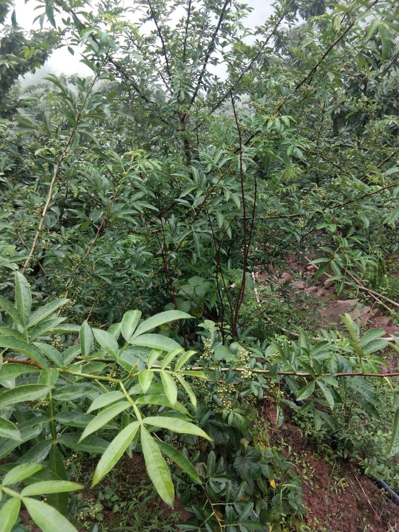 青花椒一手货源，量大从优，产地直销欢迎各位老板来买